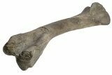 Fossil Hadrosaur (Maiasaura) Left Humerus Bone - Montana #214275-10